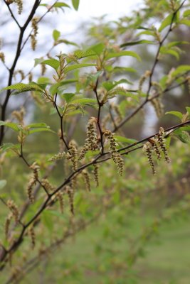 Carpinus japonica - habr japonský - větévky s jehnědami (1)